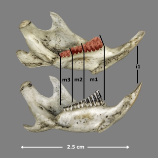 Serie dental inferior de micrótido