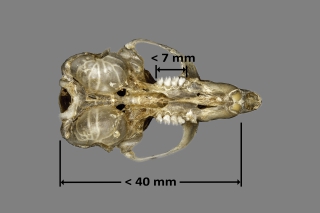 Tamaño de cráneo de Eliomys quercinus