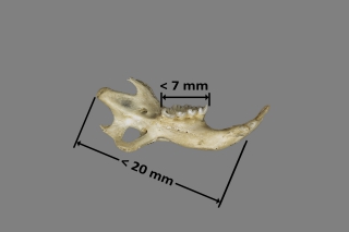 Tamaño de mandíbula de Eliomys quercinus