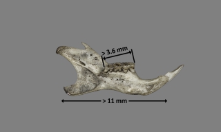Tamaño de mandíbula de Apodemus sylvaticus
