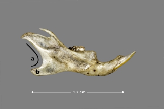 Curva de la mandíbula de Apodemus sylvaticus
