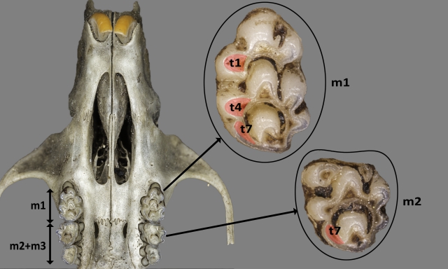 Serie dental superior de Apodemus sylvaticus
