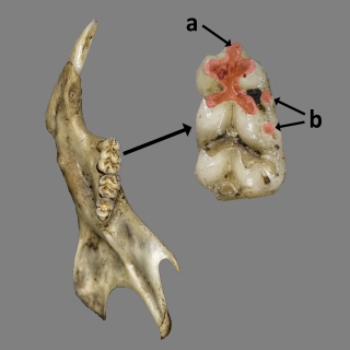 Serie dental inferior de Apodemus sylvaticus