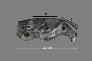 Forma del cráneo de Iberomys cabrerae
