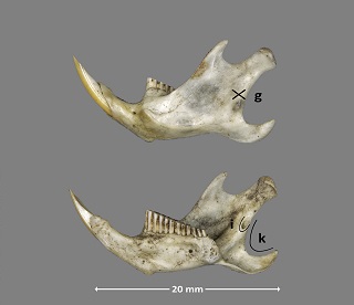 Forma de la mandíbula de Iberomys cabrerae