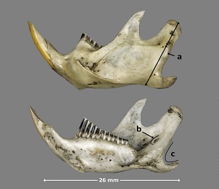 Forma de la mandíbula de Arvicola sapidus