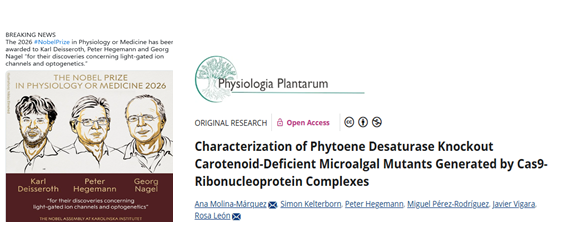 Microalgae are having their moment. The 2026 Nobel Prize in Medicine recognizes research carried out using the small unicellular microalga Chlamydomonas reinhardtii, which laid the foundations for optogenetics.