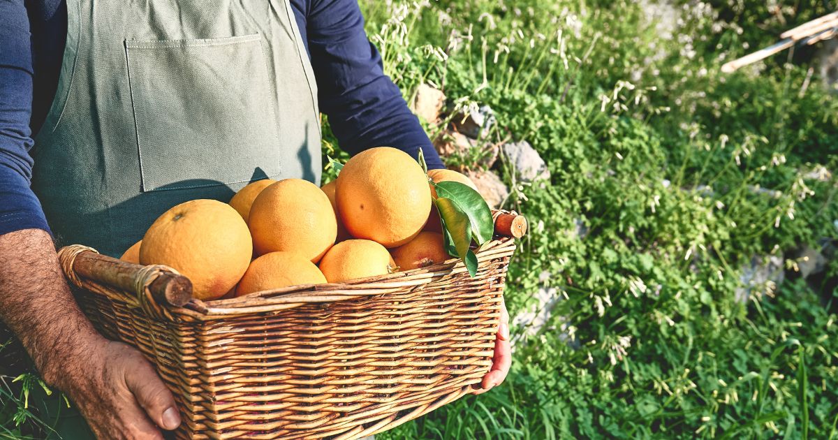 La UHU lidera el proyecto ATTENTIA para impulsar la agricultura sostenible de cítricos con IA